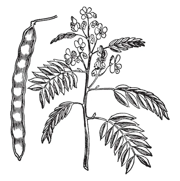 Рисунке Изображены Бобы Ветви Плантации Листья Цветы Используются Некоторых Кухнях — стоковый вектор