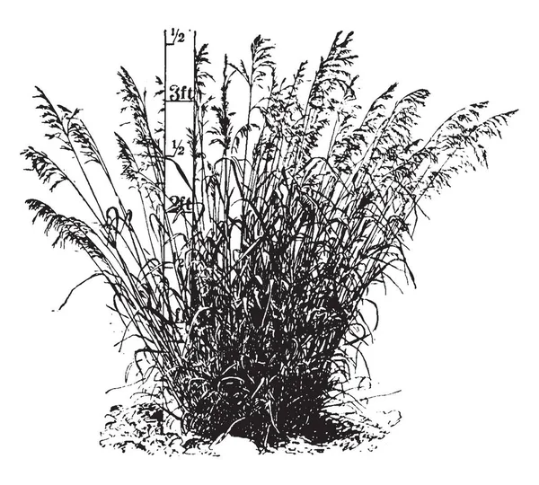这张图片是雀麦草的草 这草是3Ft 长而薄 这一堆草 复古线条画或雕刻插图 — 图库矢量图片