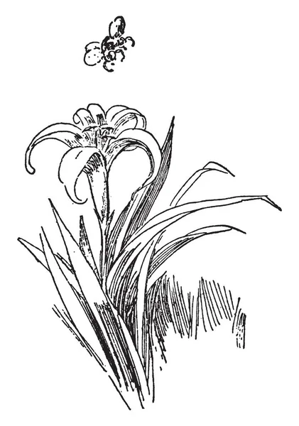 这是百合开花植物的图像 百合花的价值在于它们的大 非常艳丽 往往是芳香的花 复古线画或雕刻插图 — 图库矢量图片