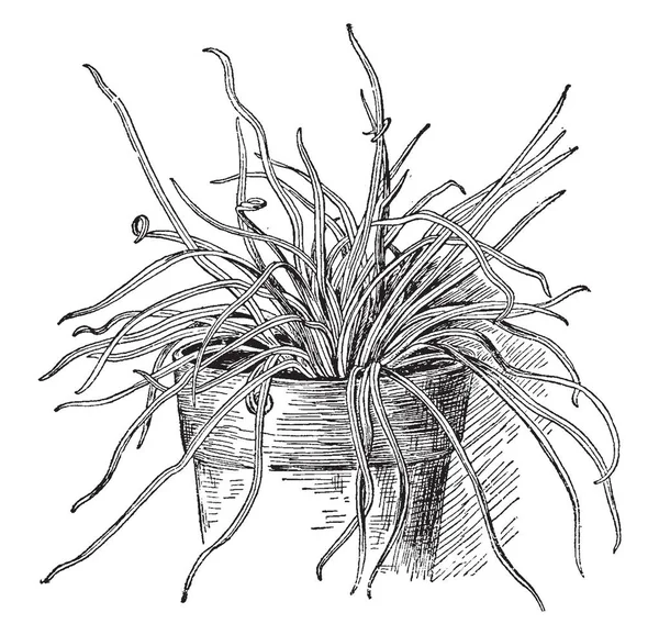 Ein Bild Zeigt Vittaria Filifolia Hat Ein Gras Wie Blatt — Stockvektor