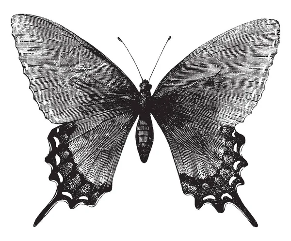 Papillon Troilus Distingue Généralement Par Position Verticale Ses Ailes Son — Image vectorielle