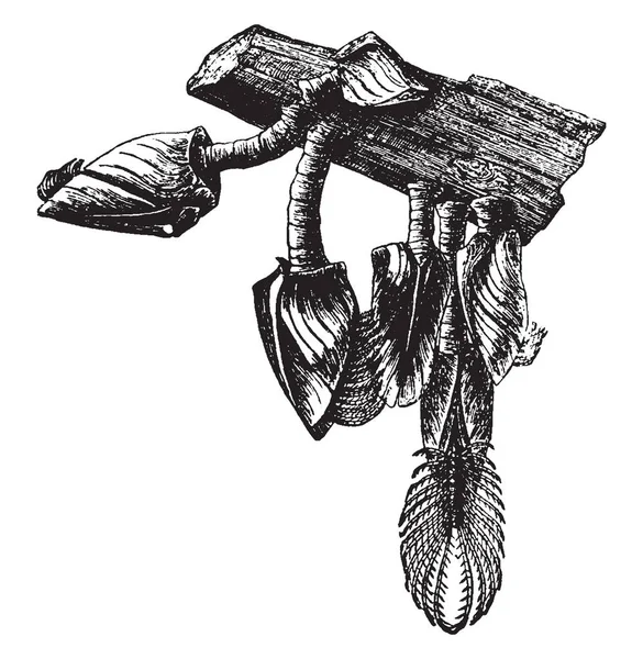 ガチョウのフジツボ ビンテージの線描画や彫刻の図のハード面に接続されている住んでいる甲殻類を餌フィルター — ストックベクタ