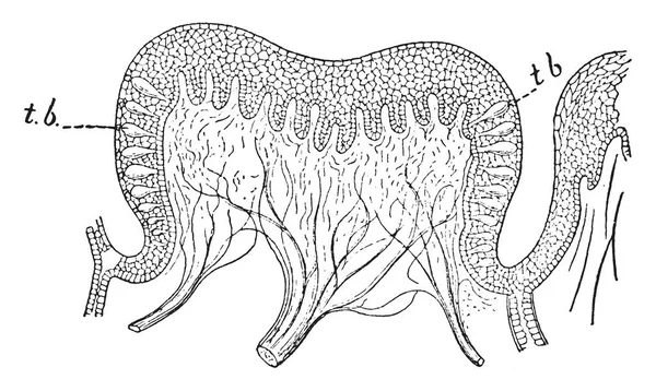 味の感覚によりある程度食品 ビンテージの線描画や彫刻イラストとして口の中に入れなければ物質の化学構造をテストするのには — ストックベクタ