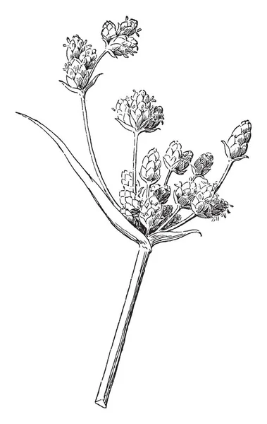 它是一种多年生草本植物 叶子主要是基部 有宽鞘围绕茎 复古线条画或雕刻插图 — 图库矢量图片