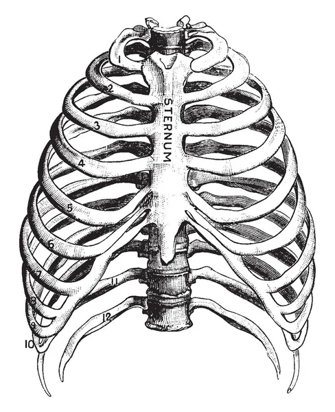 肋骨是长扁和弯曲的骨头 弯曲的胸部有点像一个桶的箍 复古线条画或雕刻插图 — 图库矢量图片