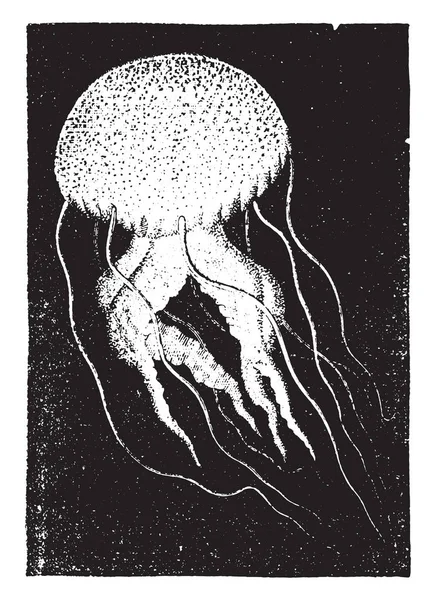 Medusa Pelagia Ilustração Gravada Vintage História Natural Dos Animais 1880 — Vetor de Stock