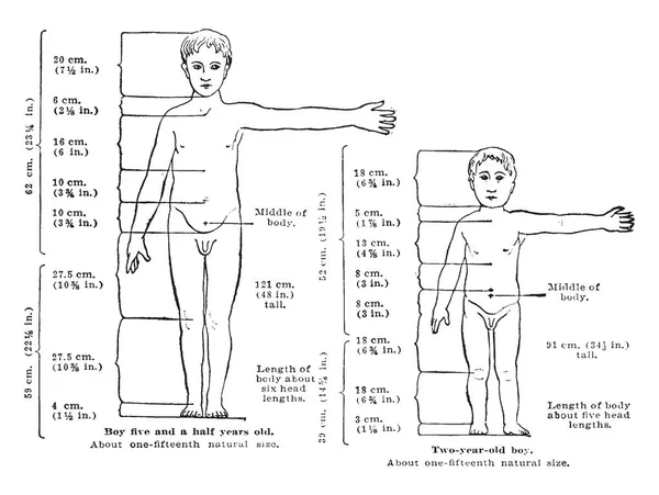 Proporción Del Cuerpo Tamaño Cabeza Niño Sano Los Años Edad — Archivo Imágenes Vectoriales