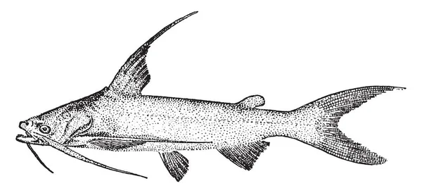 Gafftopsail Catfish Pez Familia Ariidae Bagre Árido Dibujo Líneas Vintage — Vector de stock