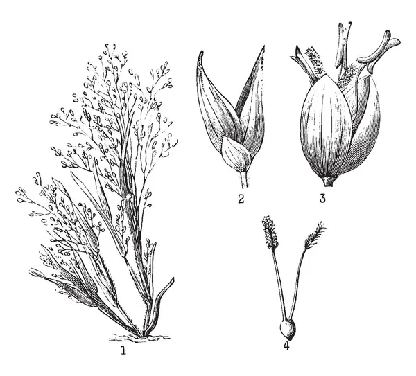 Трави Цьому Кадрі Називається Panicum Capillare Показано Цвітуть Квіти Насіння — стоковий вектор