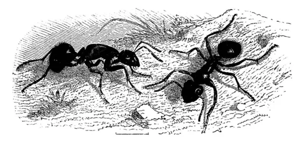 Mrówki Bardzo Duże Vintage Grawerowane Ilustracja Vie Dans Nature 1890 — Wektor stockowy
