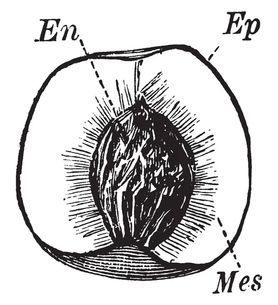 Középső Réteg Terméshéj Gyümölcs Endokarpiumból Exocarp Között Legbelső Réteg Magház — Stock Vector