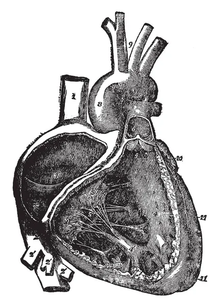 Diyagramı Sağ Atrium Ventrikül Kalp Vintage Çizgi Çizme Veya Oyma — Stok Vektör
