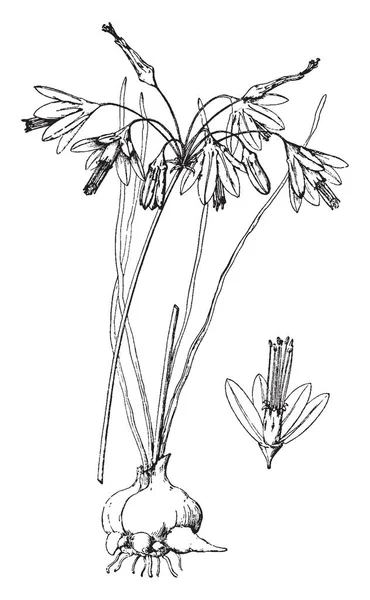 Bessera Elegans Цветущее Растение Колокольчик Форме Цветка Стебли Высокие Цветы — стоковый вектор