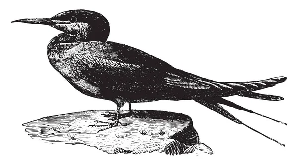 Tern Sea Swallow Vintage Engraved Illustration Natural History Animals 1880 — Stock Vector