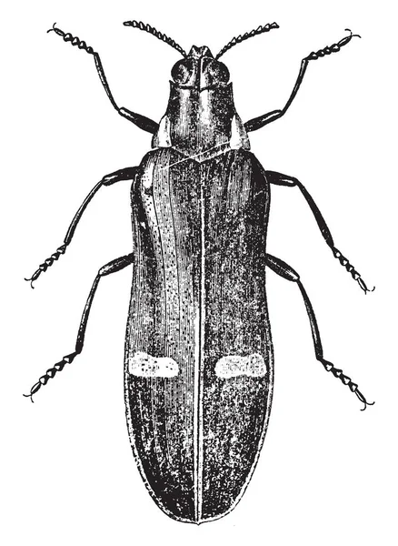 Escarabajo Metálico Más Hermosa Las Familias Coleópteros Dibujo Línea Vintage — Archivo Imágenes Vectoriales