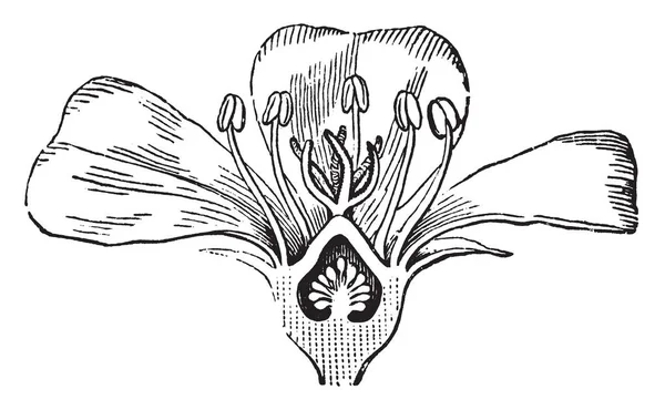 图片显示马齿苋花 这个植物是一个夏天逐年形成一个传播的席子 频繁地分支在基地 茎是圆的 肉质的 他们有红褐色的颜色 复古线画或雕刻插图 — 图库矢量图片
