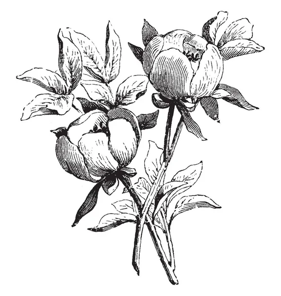 一幅画 显示了芍药 Wittmanniana 的开花枝 Paeoniaceae 家族的花是圆形的 复古线条画或雕刻插图 — 图库矢量图片