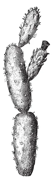 Kaktusfeige Gravierte Illustration Vie Dans Nature 1890 — Stockvektor