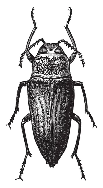 Escarabajo Aburrido Madera Metálica Que Pertenece Familia Buprestidae Dibujo Líneas — Vector de stock