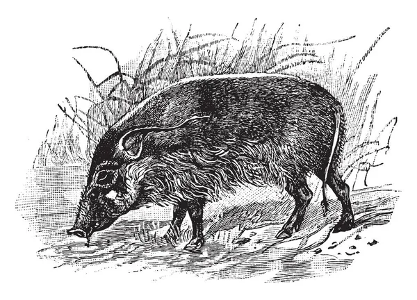 Red River Hog Είναι Μια Άγρια Μέλος Της Οικογένειας Χοίρων — Διανυσματικό Αρχείο