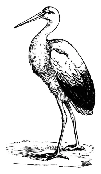 Stork Vintage Engraved Illustration Vie Dans Nature 1890 — Stock Vector