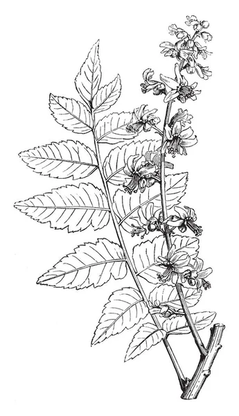 Koelreuteria Paniculata Başta Olmak Üzere Doğu Asya Çin Kore Bulunan — Stok Vektör