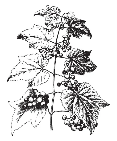Μια Εικόνα Που Δείχνει Ampelopsis Heterophylla Ποικιλία Amurensis Φυτά Φύλλα — Διανυσματικό Αρχείο