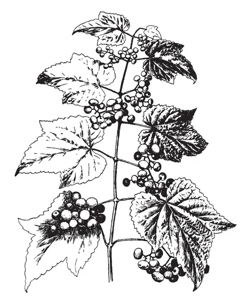 Une Image Montre Ampelopsis Heterophylla Variety Amurensis Plants Les Feuilles — Image vectorielle