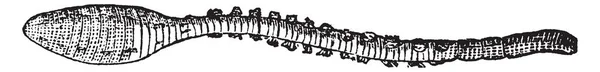 Sandworm Grande Verme Marinho Filo Annelida Desenho Linha Vintage Gravura — Vetor de Stock