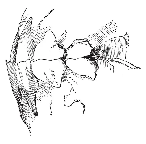 Les Mâchoire Cheval Sont Recouverts Mince Tissu Muqueux Dessin Ligne — Image vectorielle