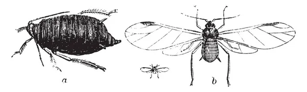 豆蚜有膜和赤裸的翅膀 很少支持纹路 复古线条画或雕刻插图 — 图库矢量图片