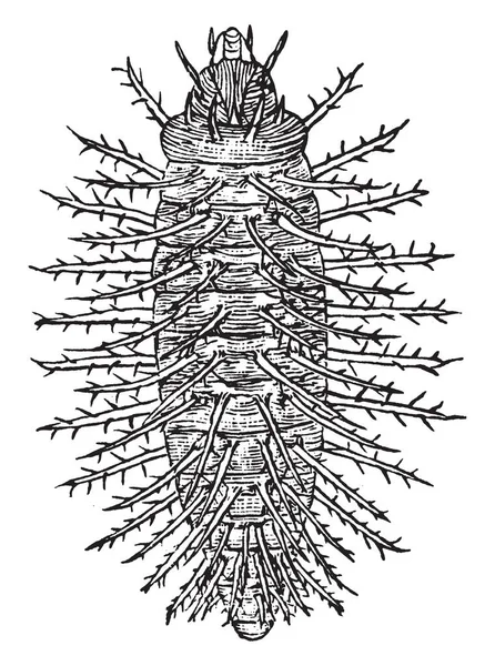 Squash Beetle Est Une Grande Famille Insectes Suceurs Prédominance Sève — Image vectorielle