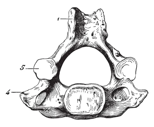 Questa Illustrazione Rappresenta Human Cervical Vertebra Bone Disegno Linee Vintage — Vettoriale Stock