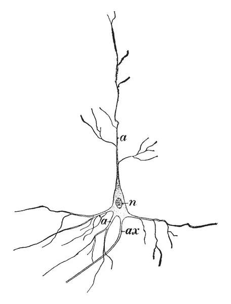 Nerve Cell Який Він Спілкується Іншими Комірками Вінтажним Малюнком Лінії — стоковий вектор