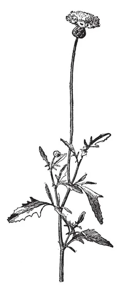 矢车菊南瓜被称为甜苏丹 它是开花植物 复古线条画或雕刻插图 — 图库矢量图片