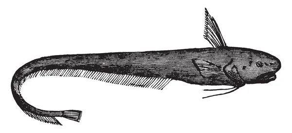 Ateleopus Род Лучеплавких Рыб Семейства Медузовых Ateleopodidae Представляющий Собой Винтажный — стоковый вектор