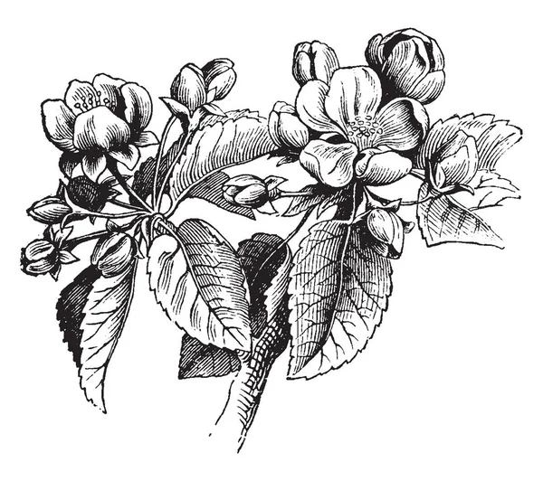 Nesta Imagem Maçã Uma Árvore Frutífera Família Rosaceae Desenho Linha —  Vetores de Stock