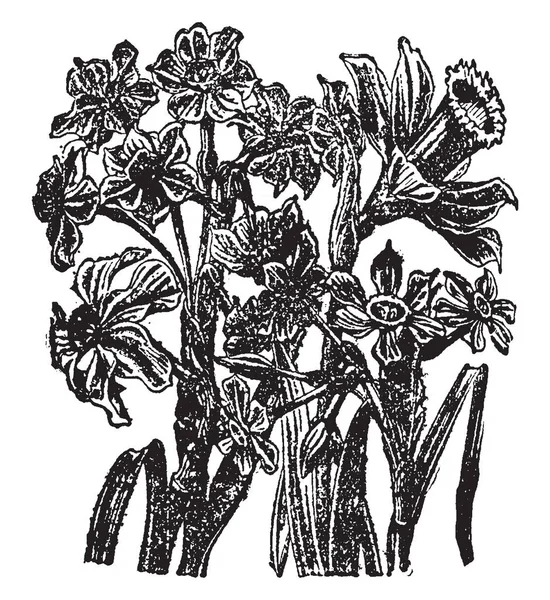 Plantas Flores Pertenecientes Género Narcissus Trazado Líneas Vintage Ilustración Grabado — Vector de stock