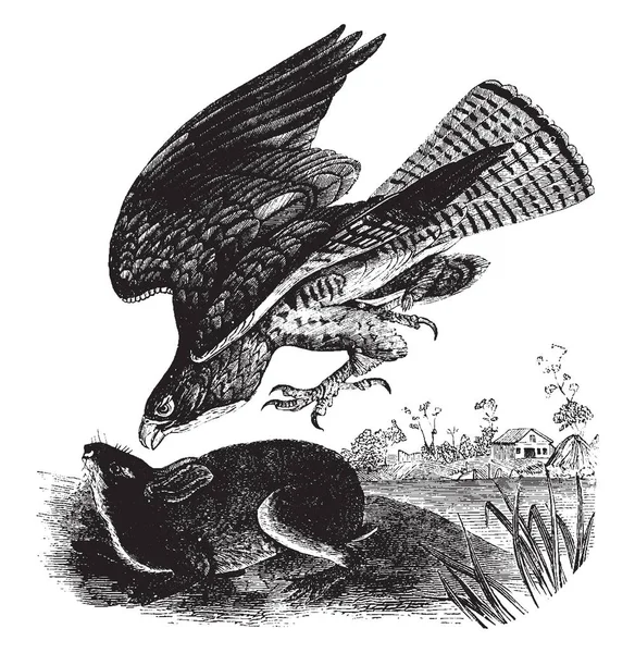 Questa Immagine Rappresenta Avvoltoio Comune Europa Disegno Linee Vintage Incisione — Vettoriale Stock