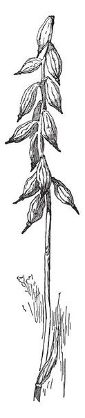 画像は Aplectrum Hyemale 植物の果実を示しています ポッドは 楕円形 先の尖った 花は大きく 緑がかった茶色です パテのルート — ストックベクタ