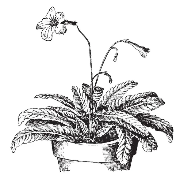この写真は ウシノシタ Rexii を示します これはイワタバコ家族からです 各葉は 植物の根元から別々 に生えています Pedical は薄い長いです — ストックベクタ