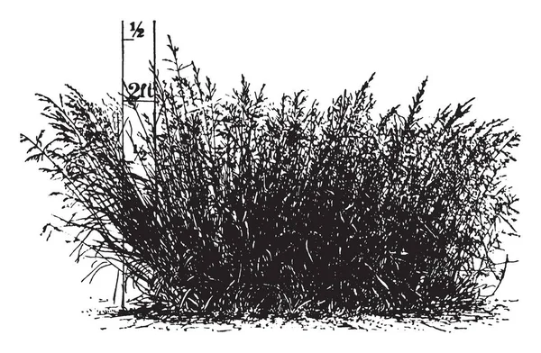 이것은 켄터키 Bue 잔디의 이미지 그것은 하나의 씨앗에서 그것은 아시아 — 스톡 벡터
