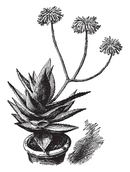 Этой Фотографии Растение Алоэ Митриформис Листья Толстые Овальной Формы Использование — стоковый вектор
