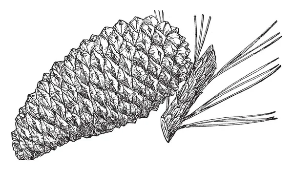 Knobcone 松树的松树锥 复古线条画或雕刻插图 — 图库矢量图片