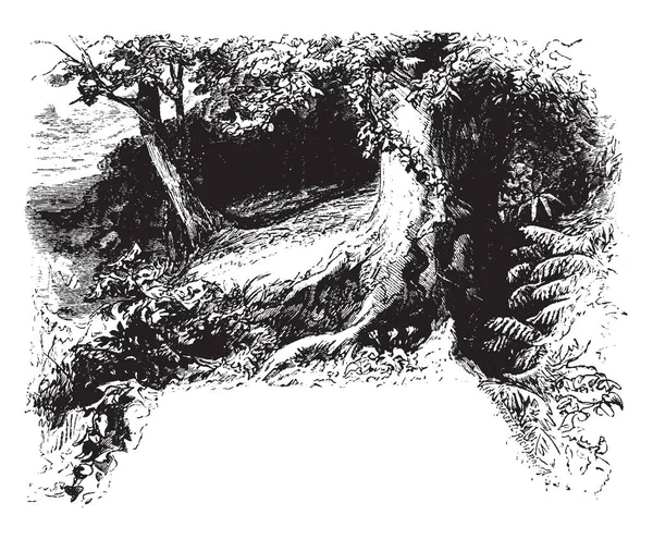 A picture showing some trees of the forest. The view of woods of tree can be seen clearly, vintage line drawing or engraving illustration.