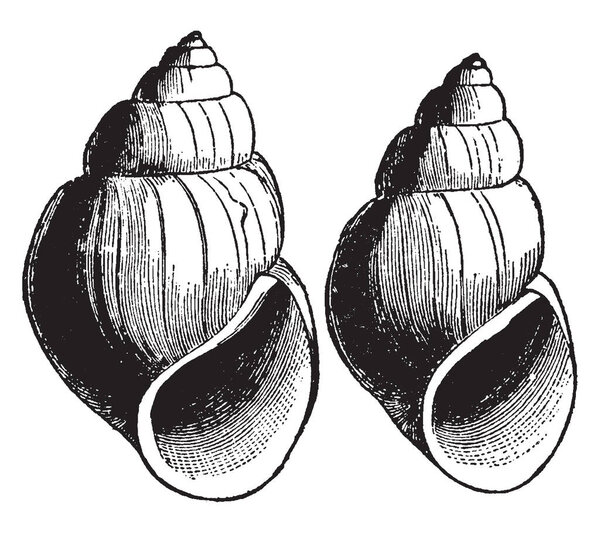 Paludina Decisa having a short smooth light green shell, vintage line drawing or engraving illustration.