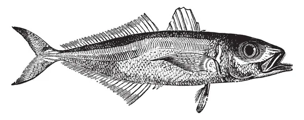 Scad Quinze Vinte Polegadas Comprimento Desenho Linha Vintage Gravura Ilustração — Vetor de Stock