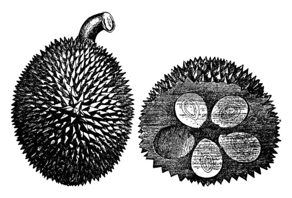 这是榴莲果 这就像菠萝蜜 这种水果是绿色的 针状的盖子 这种水果是由花开发的 在这个水果5种子是存在和茎是大 复古线条画或雕刻插图 — 图库矢量图片