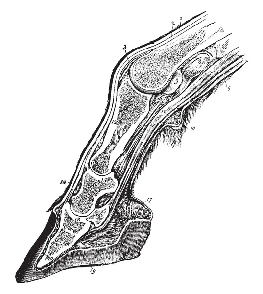 Várias Seções Através Perna Cavalo Casco Desenho Linha Vintage Gravura —  Vetores de Stock
