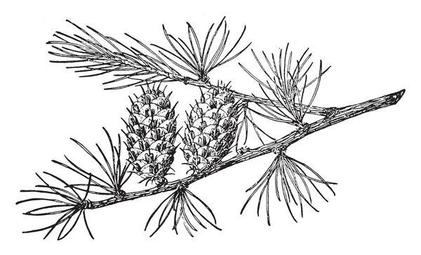 Cônes Pin Avec Aiguilles Orientées Verticalement Sur Une Branche Dessin — Image vectorielle